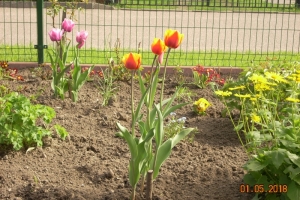 Tulipan