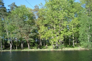 Obraz 016